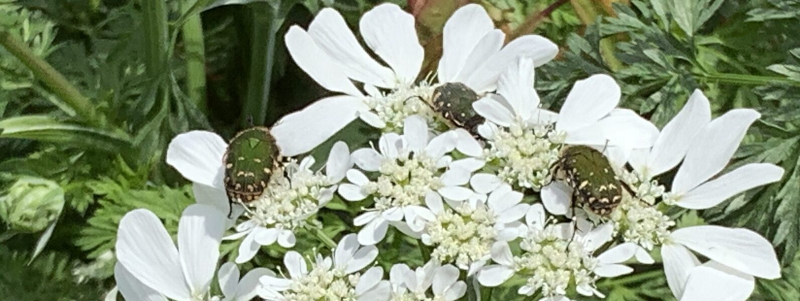 insect-and-flower