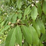 Evergreen_oak