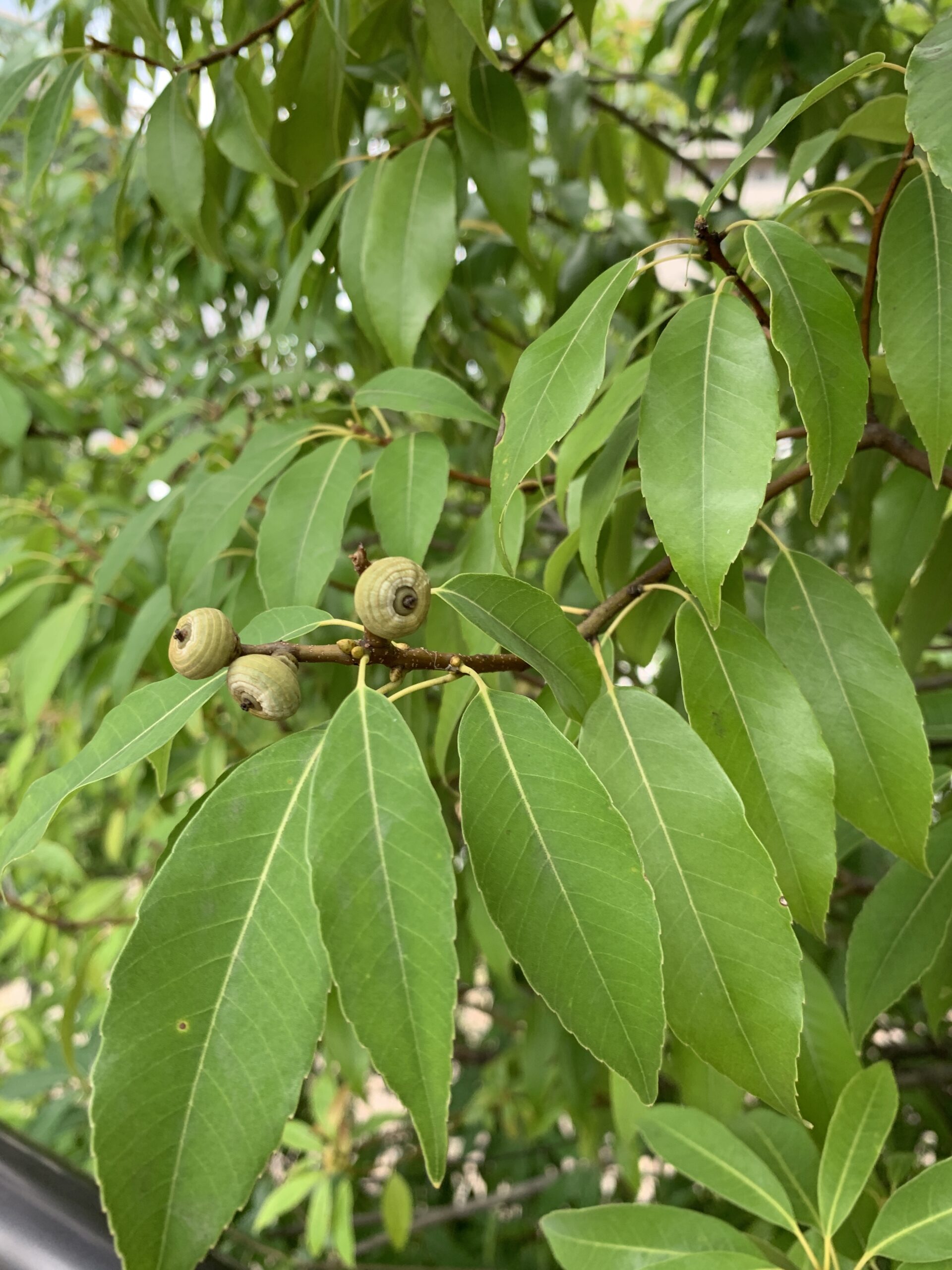 Evergreen_oak