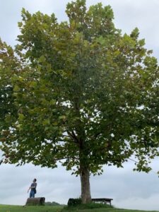 Blog 20250926 Plane tree