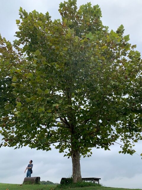 Blog 20250926 Plane tree
