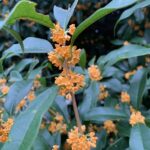 Blog 20251009 Sweet osmanthus