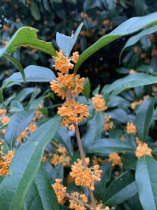 Blog 20251009 Sweet osmanthus